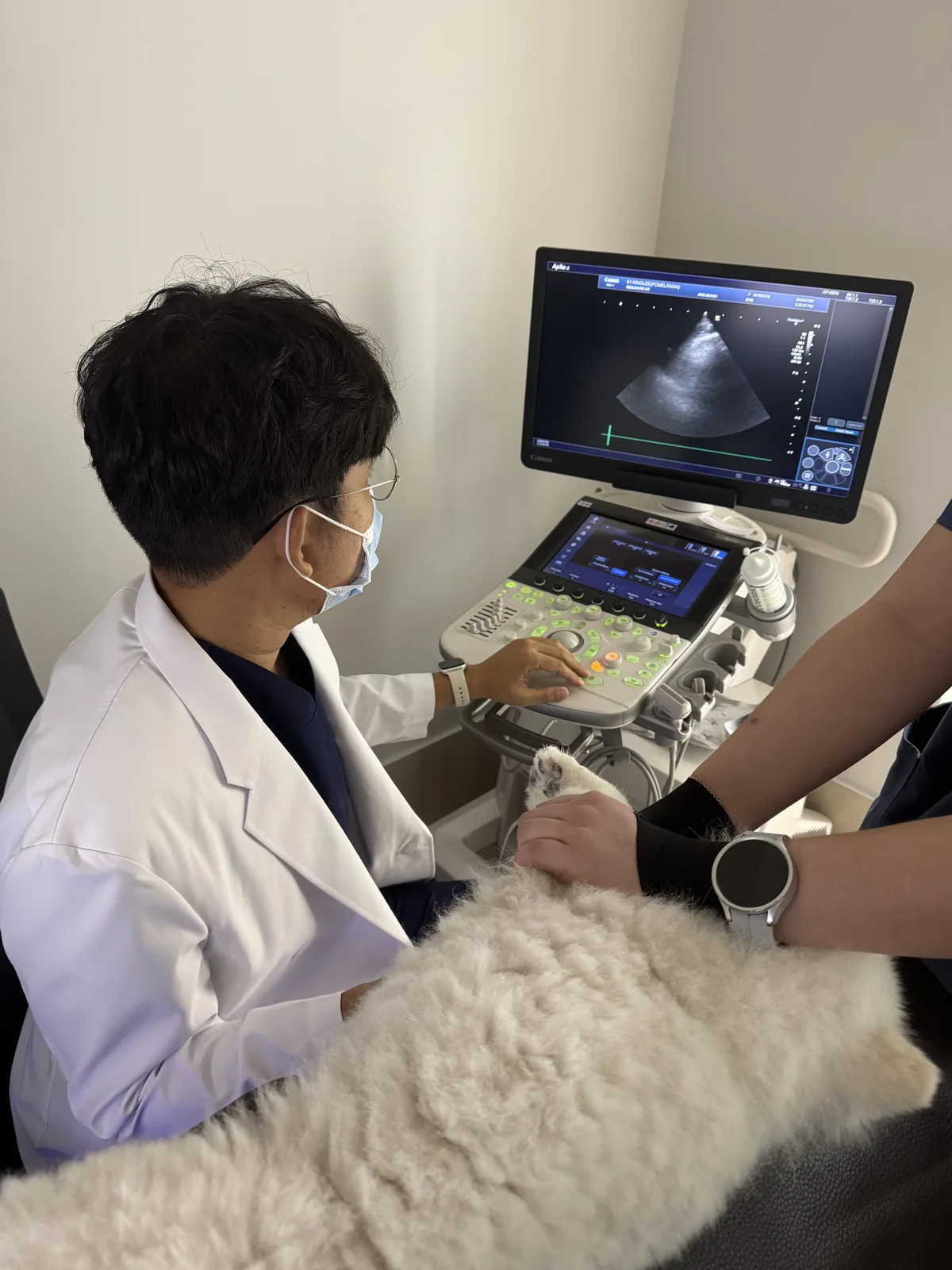 대표원장이 고양이 심장초음파 검사를 하며 화면을 판독하는 모습